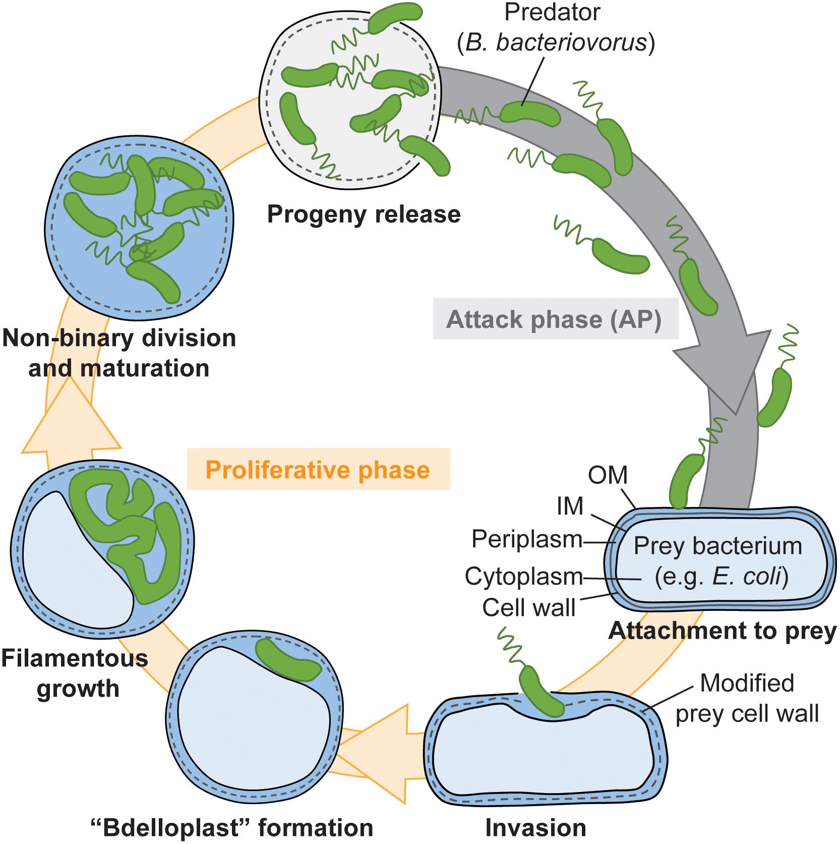 Bdellovibrio Bacteriovorus Scheda Batteriologica E Approfondimenti 