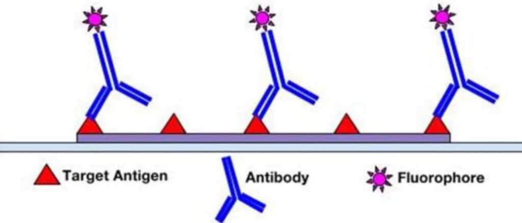 immunofluorescenza diretta