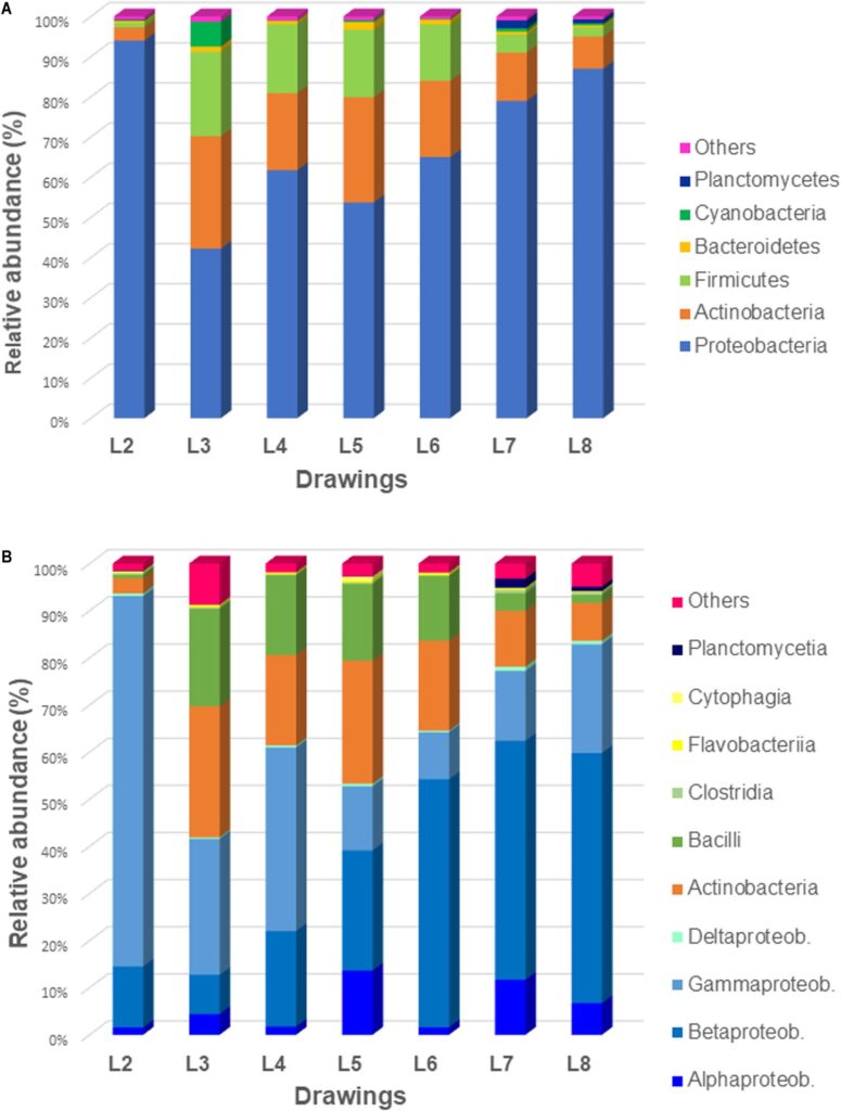 Abbondanza relativa di phylum ordini e classi