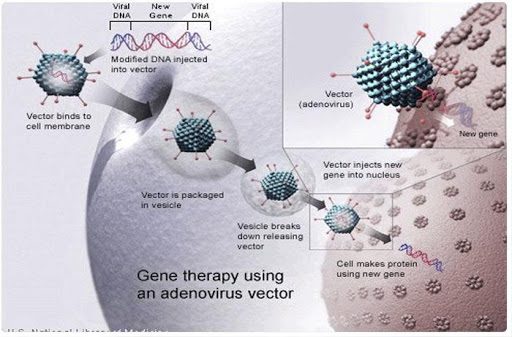 meccanismo d'azione di un vettore virale con gene terapeutico