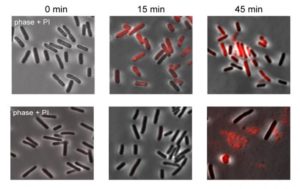 Nell'immagine è possibile vedere cosa accade in cellule che presentano retroni e cellule prive di retroni dopo infezione