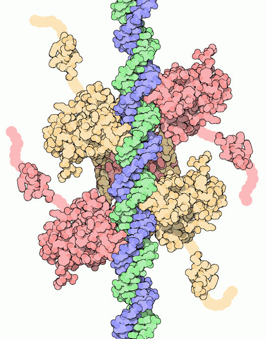 subunità della P53 complessate con il DNA