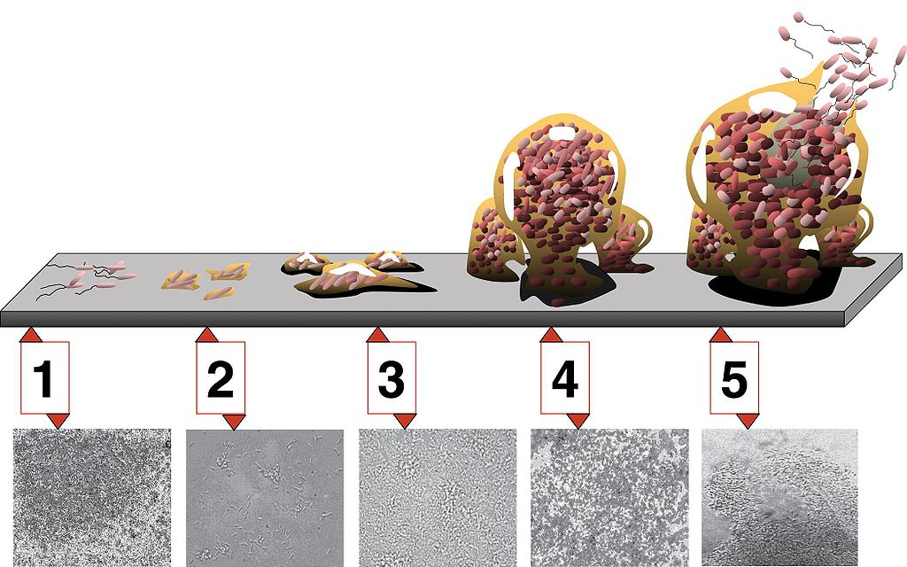 fasi di formazione di biofilm microbici