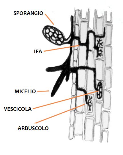 Strutture di infezione delle micorrize vescicolo-arbuscolari 