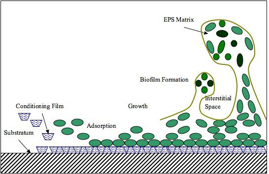 Processo di formazione di un biofilm (marino).