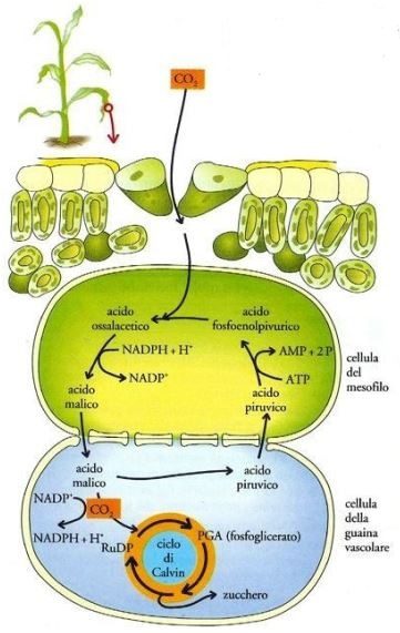 Figura 10 – Raffigurazione indicativa della via del C₄