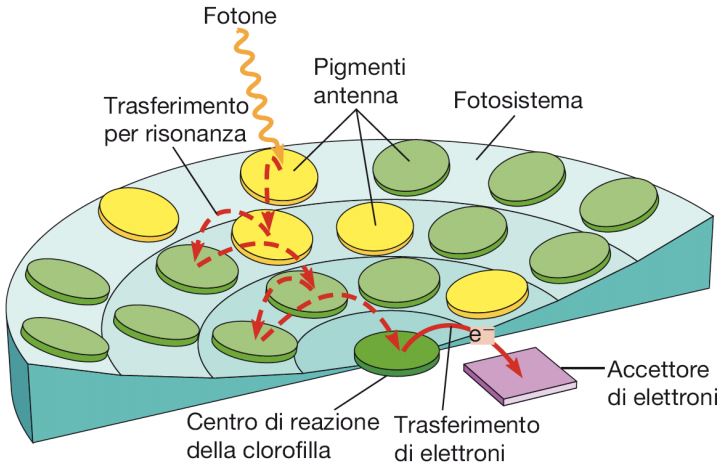 Figura 5 – Raffigurazione concisa del fotosistema con i pigmenti che assorbono la luce solare, la cui energia viene trasferita agli altri pigmenti fino a raggiungere il centro di reazione 