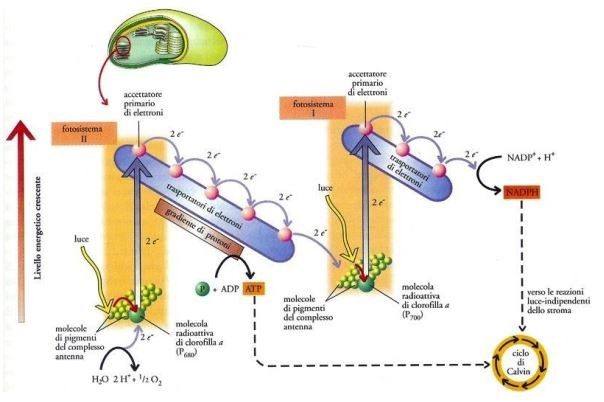 Figura 7 - Rappresentazione della fase luce-dipendente, in cui si nota il flusso non ciclico degli elettroni  in Fotosintesi