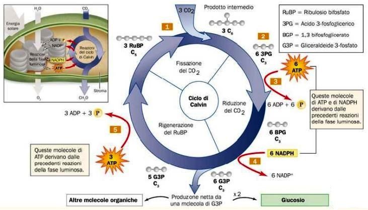 Figura 9 – Rappresentazione riassuntiva del ciclo di Calvin . Fotosintesi.