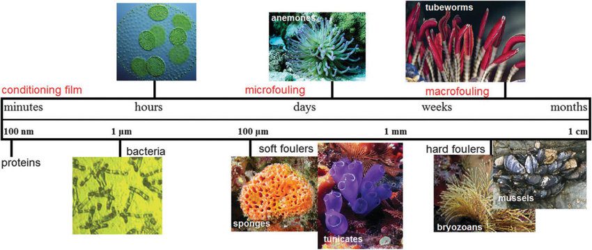 organismi marini implicati nel fenomeno del biofouling