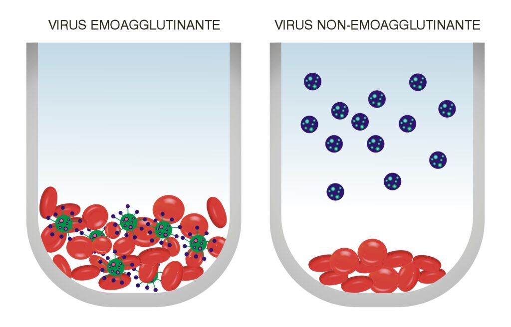 Test di emoagglutinazione Test di emoagglutinazione per valutare la capacità di agglutinazione di un virus.