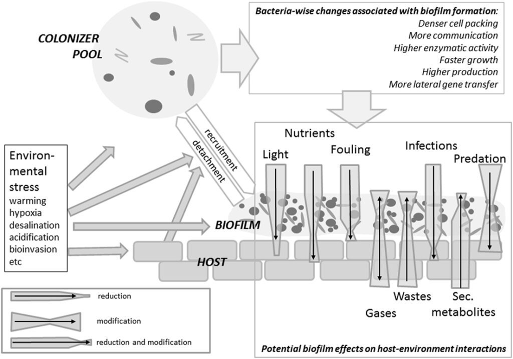 Sommario degli effetti dei biofilm marini sugli ospiti.