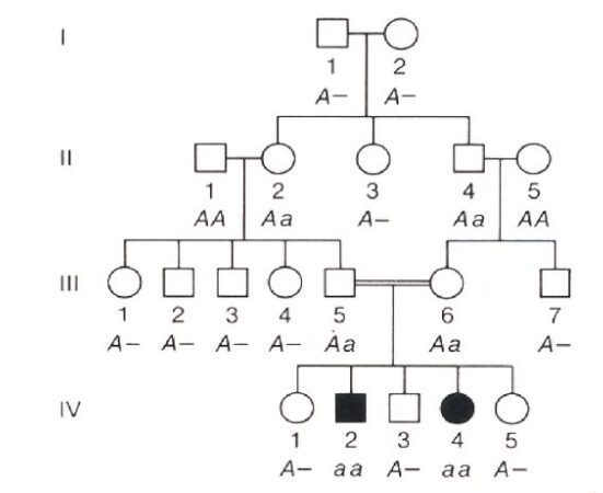 albero genealogico per un carattere autosomico recessivo