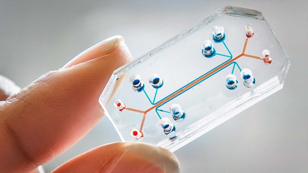 raffigurazione delle componenti principali alla base della costruzione di un organo su chip 