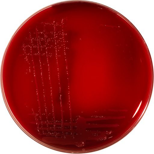 Schaedler Agar