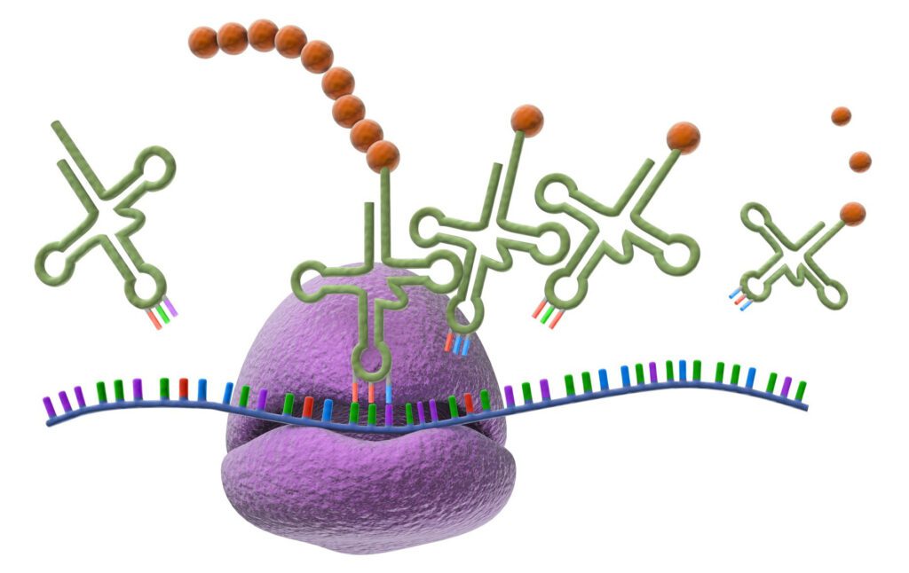 Figura 1 - Ribosoma e sintesi proteica (fonte)