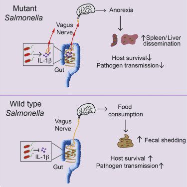Meccanismo di azione di Salmonella