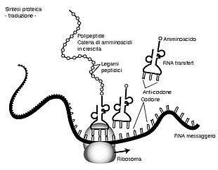 Figura 2 - Sintesi proteica (fonte)
