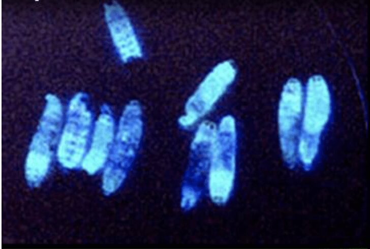Ci mostra la bioluminescenza del Photorhabdus luminescens