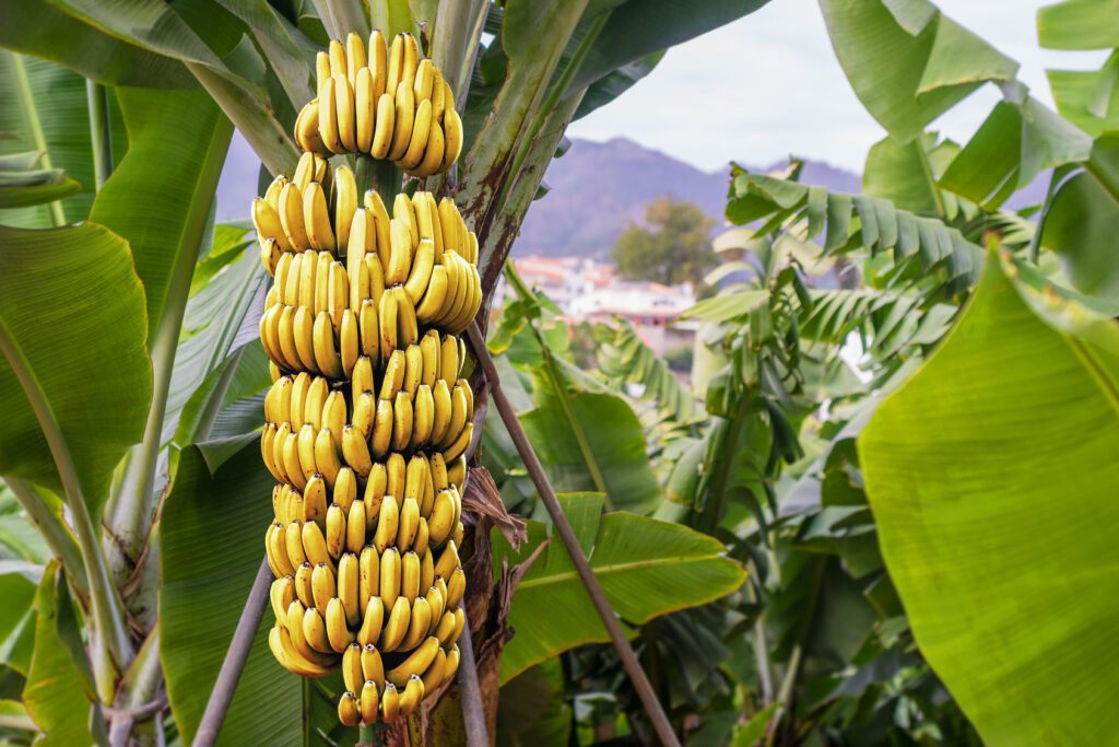 banane cavendish, tra gli alimenti che rischiano l'estinzione