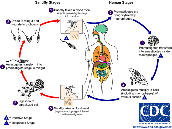 Ciclo vitale di Leishmania spp.