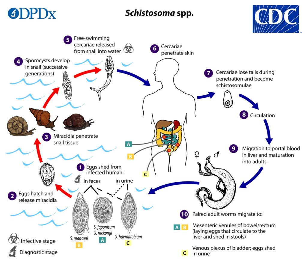ciclo Schistosoma