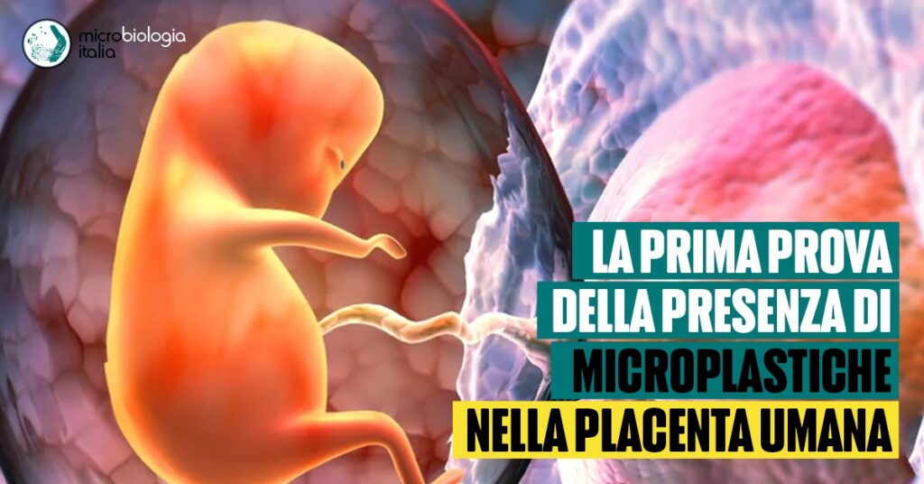 la prima prova della presenza di microplastiche nella placenta umana 