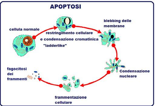  Apoptosi e digestione della cellula