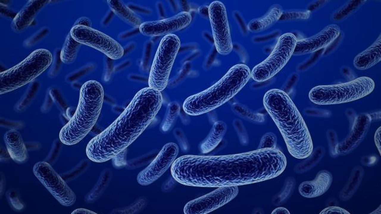 batteri marini marinobacter