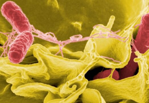 salmonella