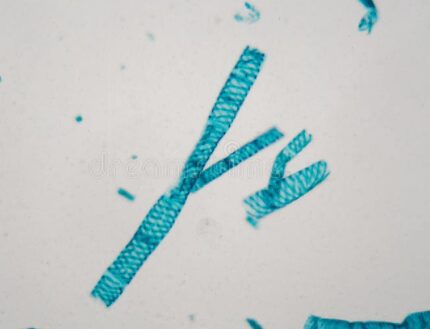 Riproduzione vegetativa Spirogyra
