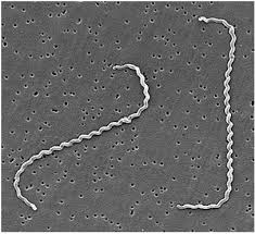 Leptospira interrogans al microscopio elettronico