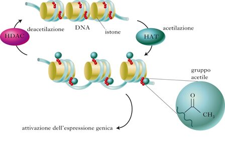 L'epigenetica: nella figura si osservano gli enzimi responsabili dell’acetilazione (HAT, istone acetil transferasi) e della deacetilazione (HDAC, istone deacetilasi).