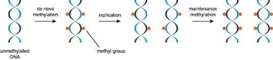 L'epigenetica: nella figura è possibile osservare più nel dettaglio il processo di metilazione del DNA. Ad aggiungere nuovi gruppi metili ci sono degli enzimi chiamati “metilasi de novo”, dopodiché, a seguito della replicazione, i siti emimetilati (senza metile) vengono metilati dalle “metilasi di mantenimento”.