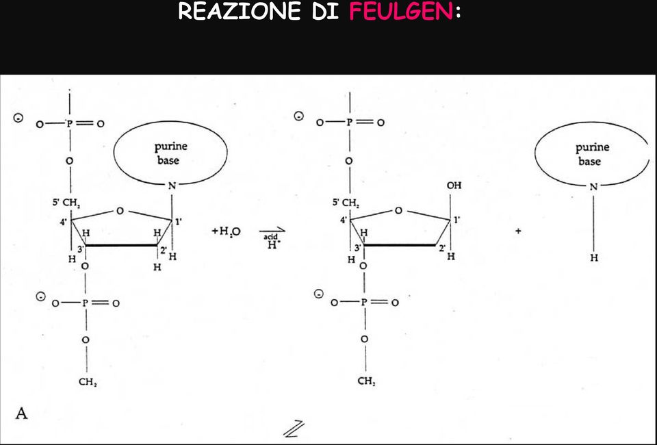 Reazione di Feulgen