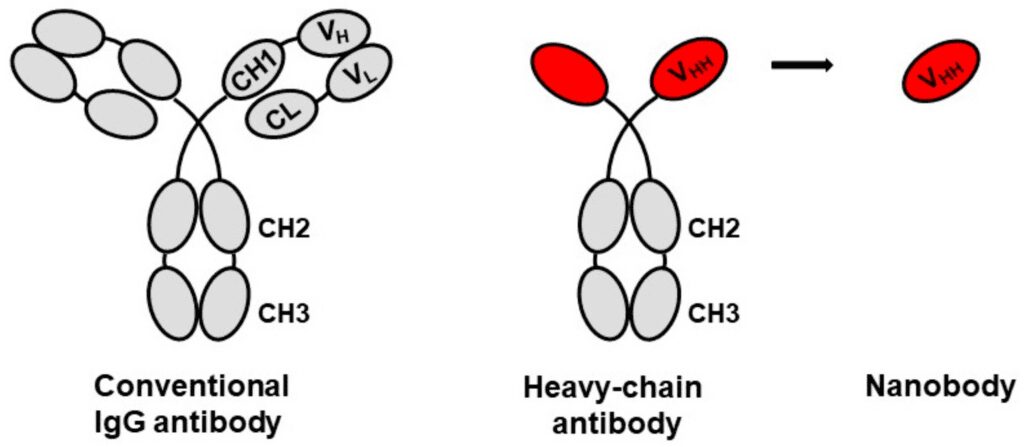 botulismo Struttura mini anticorpi