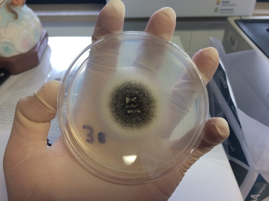 Colonia di Aspergillus niger che cresce a 25 C° su Potato Dextrose Agar, dopo 3 giorni l'inoculo