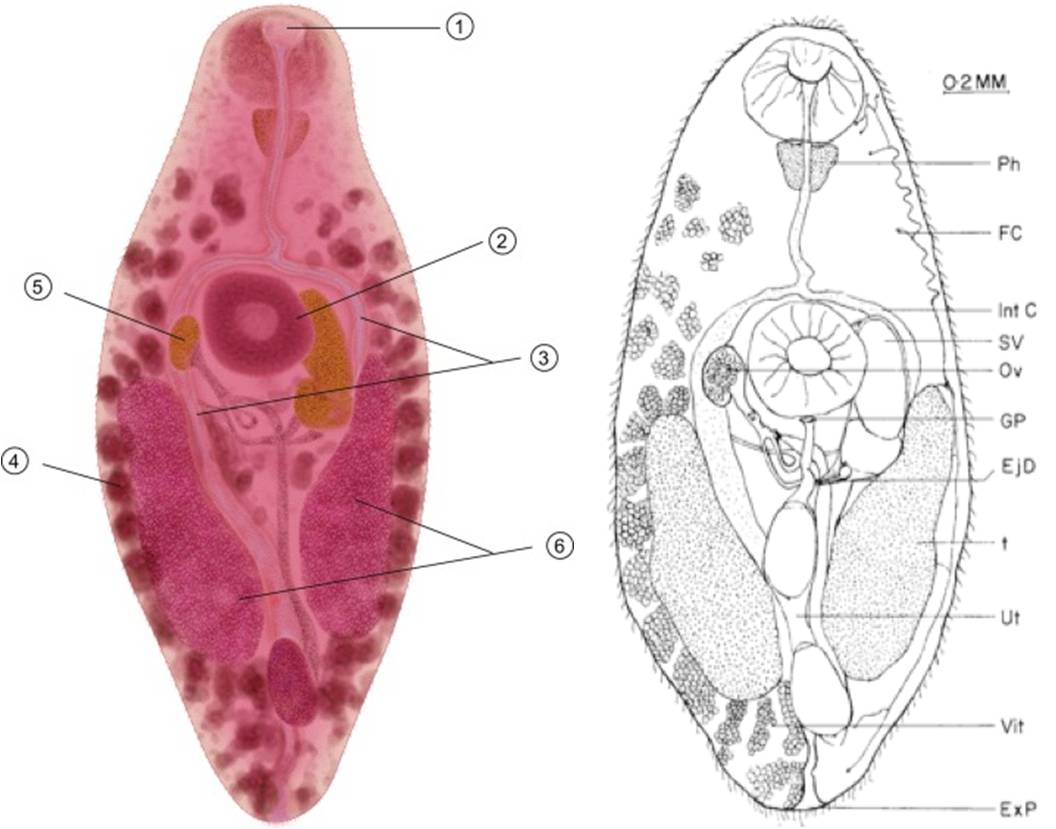 Figura 3 – Fotografia e raffigurazione schematica del verme adulto di N. salmincola con l’indicazione dei vari organi. 1) Ventosa orale, 2) Ventosa ventrale, 3) Rami dell’intestino cieco, 4) Ghiandola vitellina, 5) Ovaio, 6) Testicoli.  EjD: dotto eiaculatorio, Exp: poro escretore, GP: poro genitale, IntC: intestino cieco, Ov: ovaio, Ph: faringe, SV: vescicola seminale, T: testicolo, Ut: utero, Vit: ghiandola vitellina, FC: cellula di fiamma