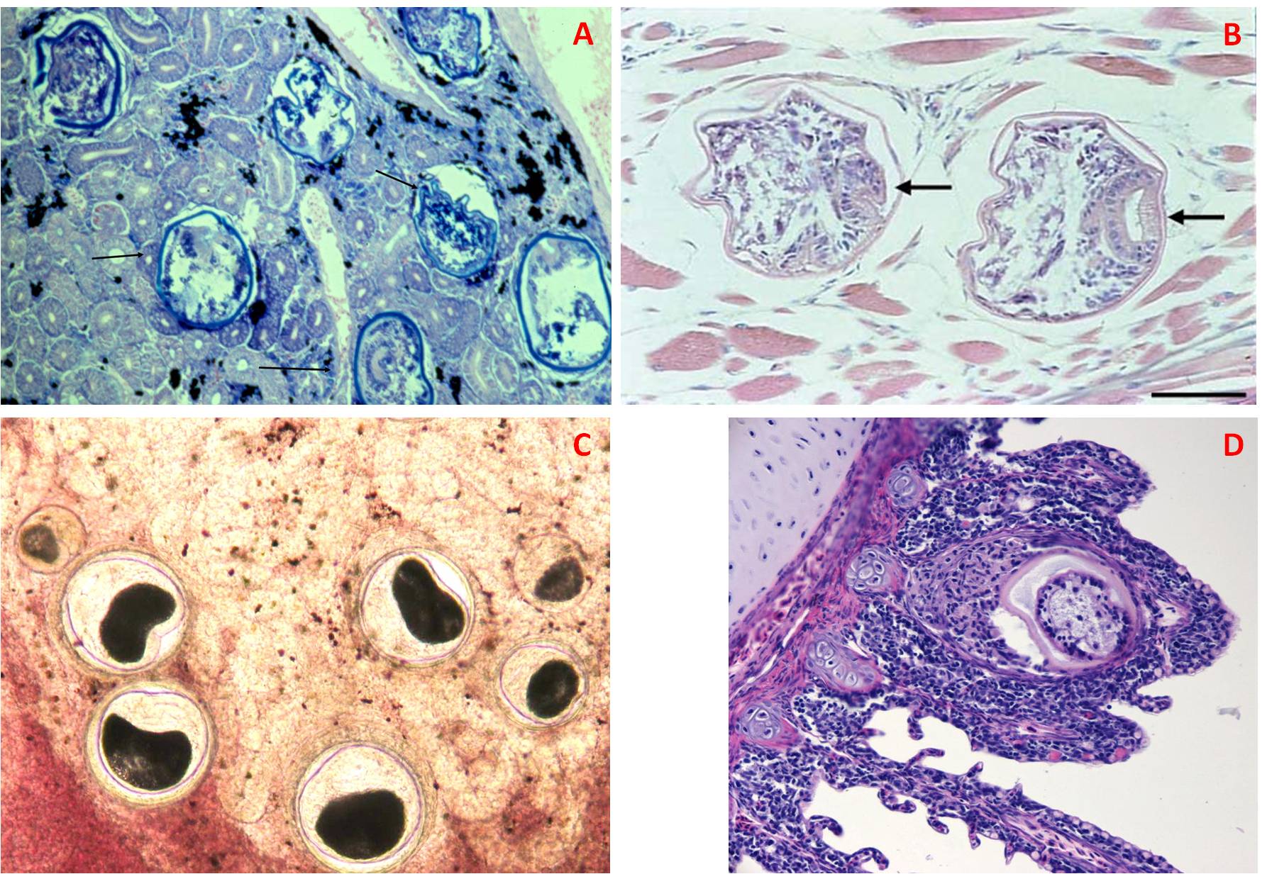 Figura 6 – Sezioni istologiche di pesci in cui si notano le metacercarie. A) Rene di salmone argentato; colorazione con ematossilina-eosina. B) Muscoli scheletrici di salmone reale; colorazione con ematossilina-eosina. Le frecce indicano le ventose dei parassiti. C) Rene di salmone; nessuna colorazione. D) Branchie di trota iridea; colorazione di May Grünwald-Giemsa 