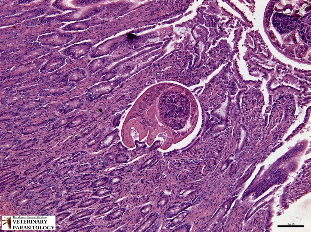 Figura 7 – Verme adulto si Nanophyetus sp. nell’intestino tenue di una volpe 
