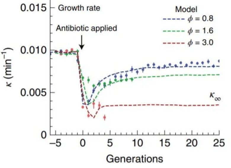 Ritmo di crescita dei batteri esposti a diverse concentrazioni di antibiotico (ϕ)