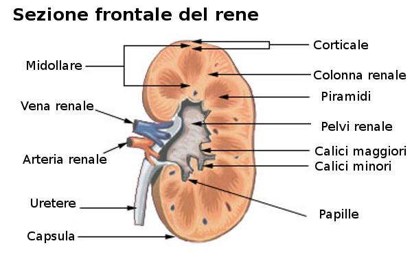 Sezione frontale del rene 

