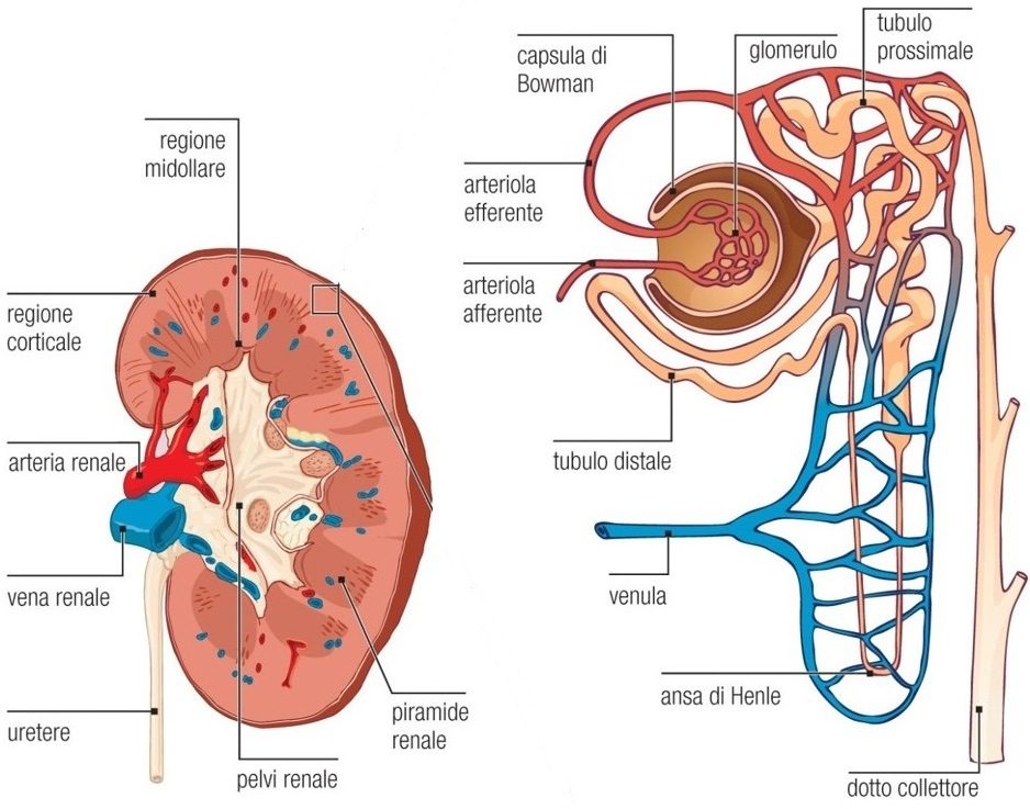 Apparato urinario rene nefrone
