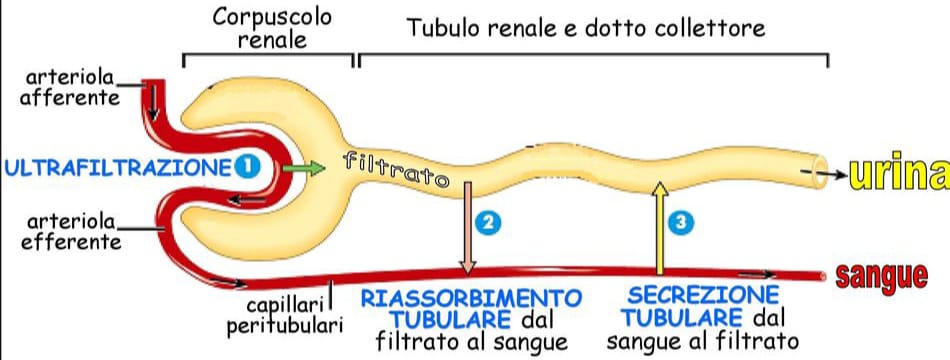 Apparato urinario produzione urina