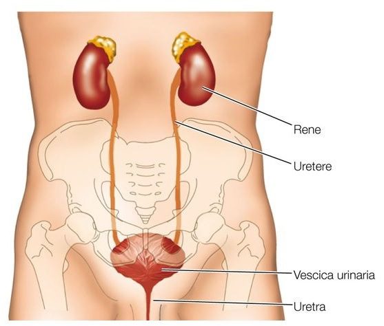 Le differenze tra lui e lei nell'apparato urinario - Benessere Urinario