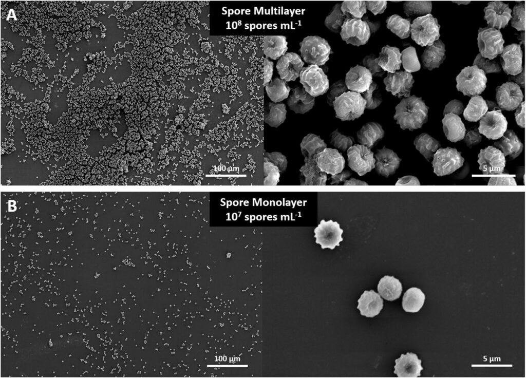 A. niger in colture mono e pluri stratificate 