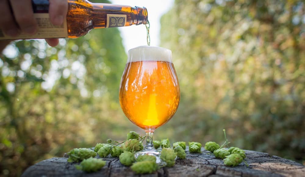 Luppolo nella birra