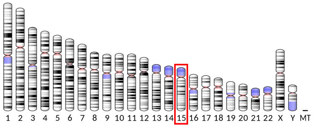 La delezione sul cromosoma 15 è legato ad una forma comune di epilessia