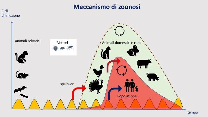 schema relativo al cambiamento del serbatoio d'infezione nelle infezioni parassitarie