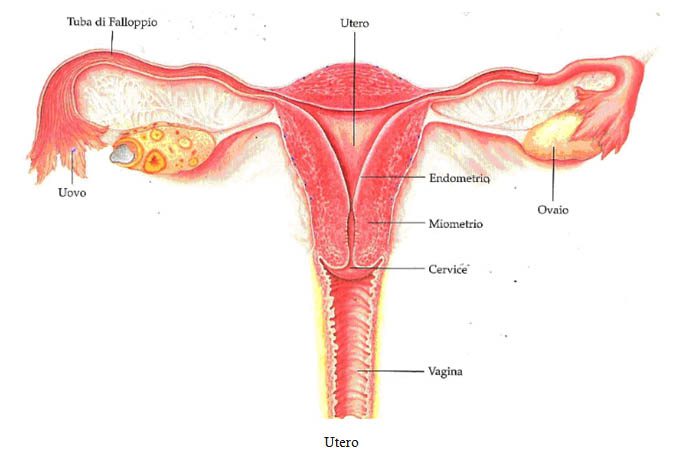 Anatomia dell'apparato riproduttivo femminile e localizzazione dell'endometrio (strato più interno)